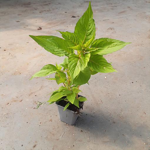 Cockscomb Celosia MIX of colours
