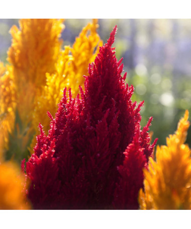 Feather Celosia - MIX of Colours
