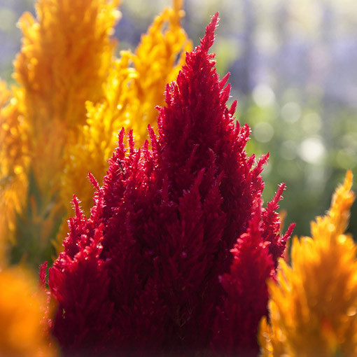 Feather Celosia - MIX of Colours