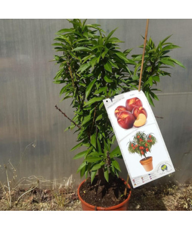 Mini Patio - Nectarine Rubis, container 4L