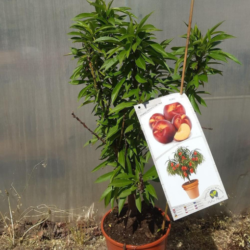 Mini Patio - Nectarine Rubis, container 4L