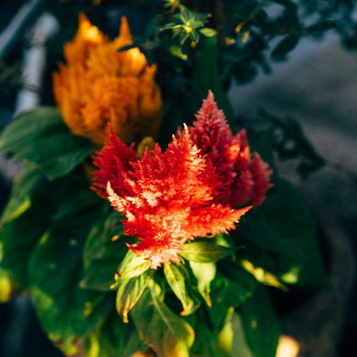 Feather Celosia - MIX of Colours