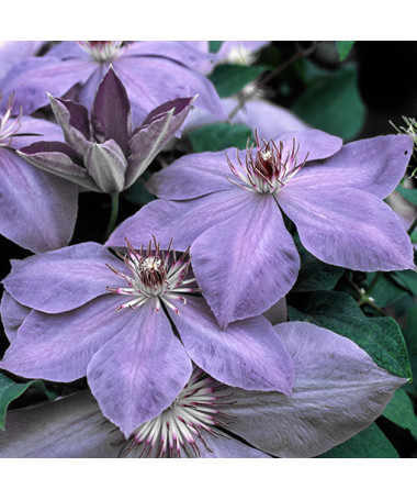 Clematis Elsa Späth pot. P9/C1