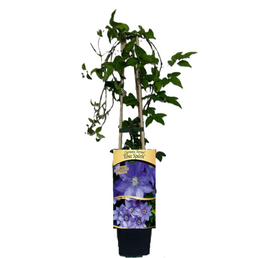 Clematis Elsa Späth pot. P9/C1
