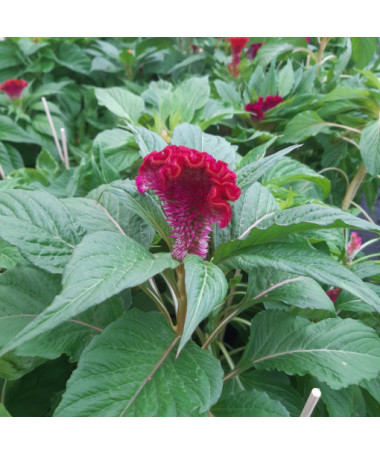 Cockscomb Celosia - MIX of Colours  2L