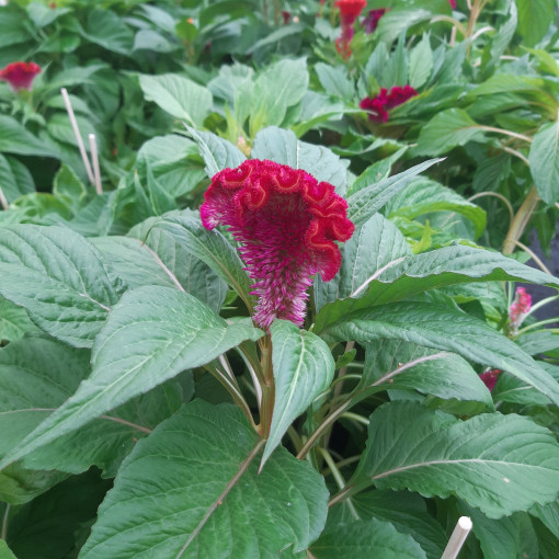 Cockscomb Celosia - MIX of Colours  2L