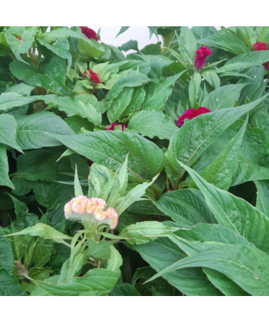 Cockscomb Celosia - MIX of Colours  2L