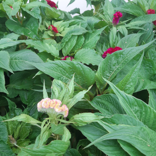 Cockscomb Celosia - MIX of Colours  2L