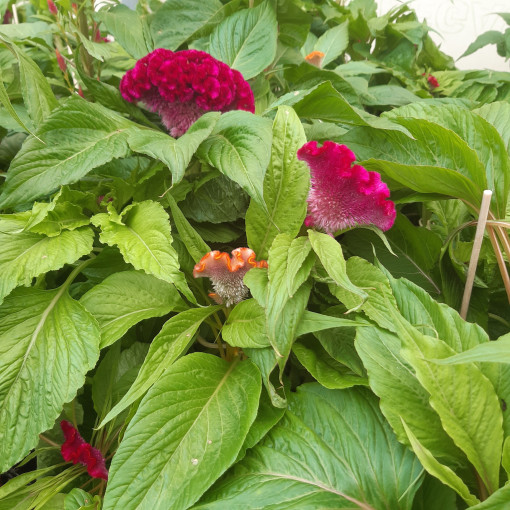 Cockscomb Celosia - MIX of Colours  2L