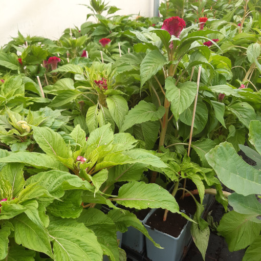Cockscomb Celosia - MIX of Colours  2L