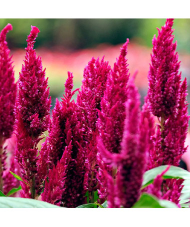 Feather Celosia - MIX of Colours  2L