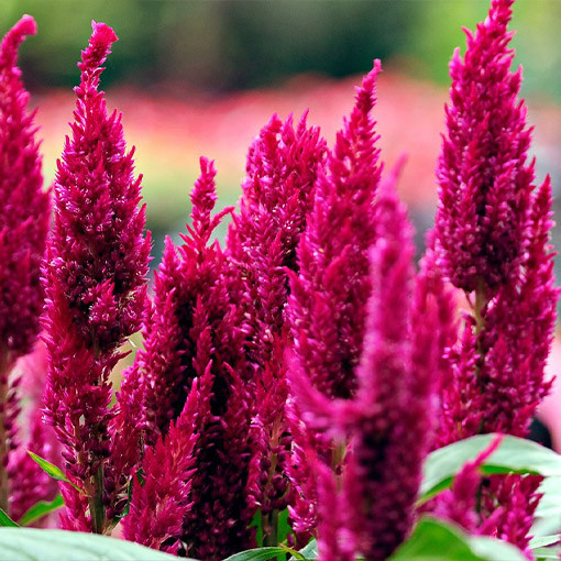 Feather Celosia - MIX of Colours  2L