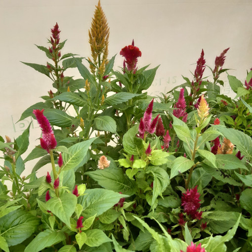 Feather Celosia - MIX of Colours  2L