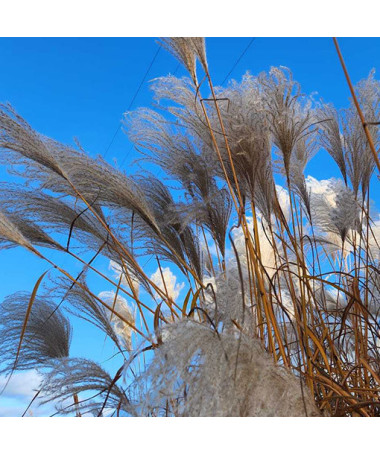 Chinese Silvergrass ‘Memory'  2L