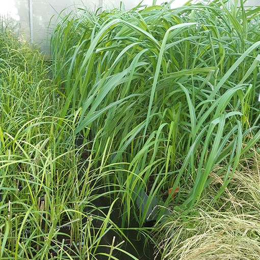Chinese Silvergrass ‘Memory'  2L