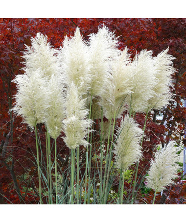 Pampas Grass ‘White Plume'  2L