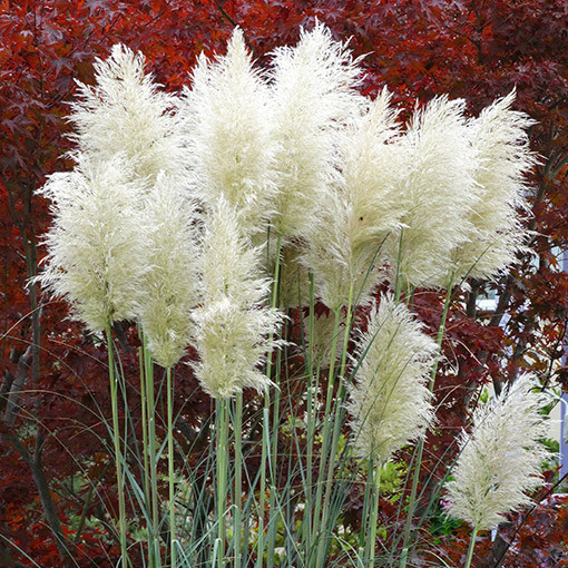 Pampas Grass ‘White Plume'  2L