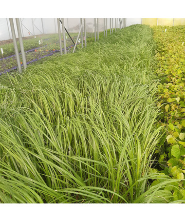 Pampas Grass ‘White Plume'  2L