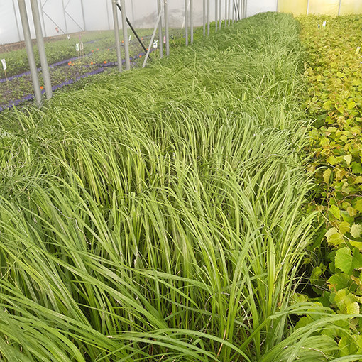 Pampas Grass ‘White Plume'  2L