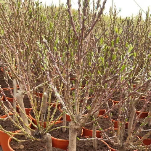 Mini Patio - Nectarine Rubis, container 4L