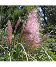 Pampas Grass ROSEA  2L
