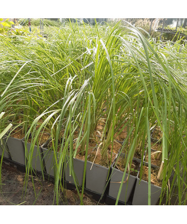 Pampas Grass ROSEA  2L