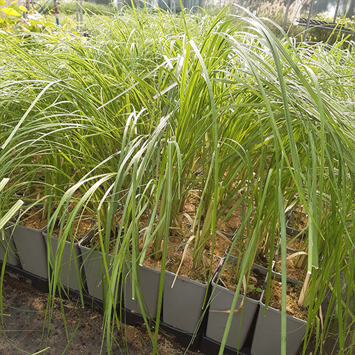 Pampas Grass ROSEA  2L