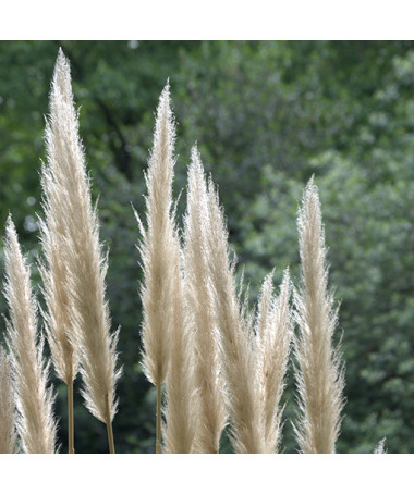 Pampas Grass EVITA  2L