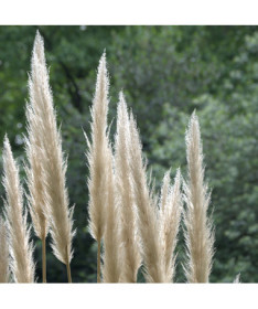 Pampas Grass EVITA  2L