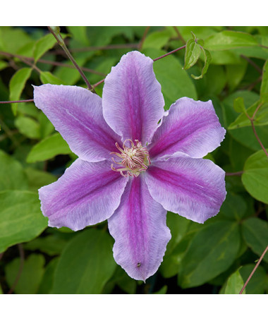 Clematis 'Bees Jubilee' pot P9/C1