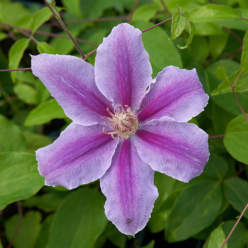 Clematis 'Bees Jubilee' pot P9/C1