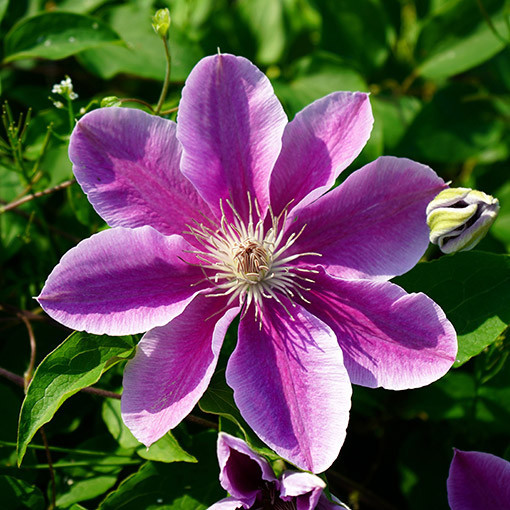 Clematis 'Bees Jubilee' pot P9/C1