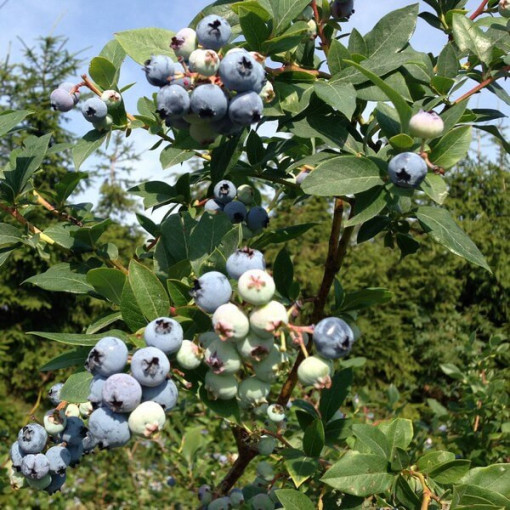 Highbush Blueberry ‘Bluecrop'  4L