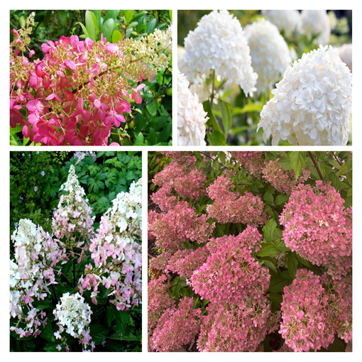 Set of 4 pcs - Bouquet Hydrangeas in 2L pots