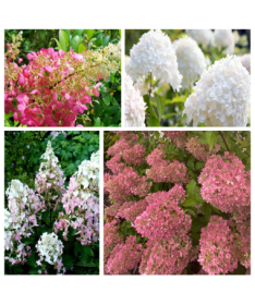 Set of 4 pcs - Bouquet Hydrangeas in 2L pots