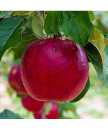 Mini Patio - Pidi Apple Tree, 4L pot