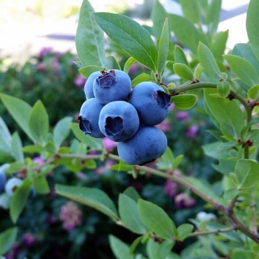 Blueberry ‘Bluegold' 4‑litre pot