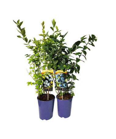 Highbush Blueberry ‘Brigitta'  4L