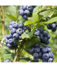 Highbush Blueberry ‘Spartan' 4L