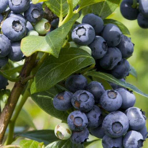 Highbush Blueberry ‘Spartan' 4L