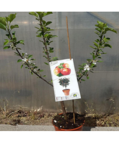 Mini Patio - Pidi Apple Tree, 4L pot