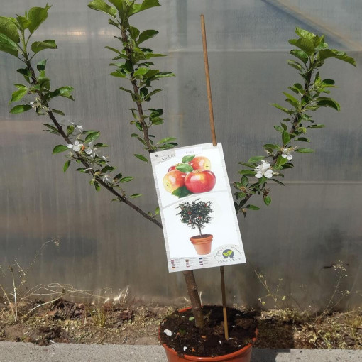 Mini Patio - Pidi Apple Tree, 4L pot