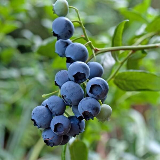 Blueberry ‘Patriot' 4‑litre pot