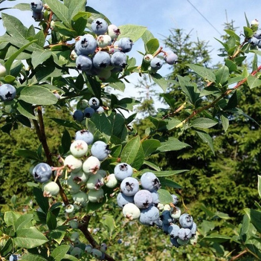 Blueberry ‘Patriot' 4‑litre pot
