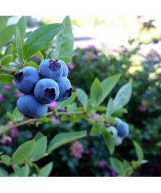 Highbush Blueberry ‘Chandler'  4l