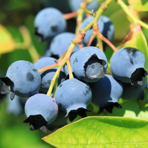 Highbush Blueberry ‘Bluejay'  4l