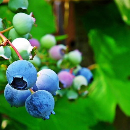 Highbush Blueberry ‘Toro'  4l