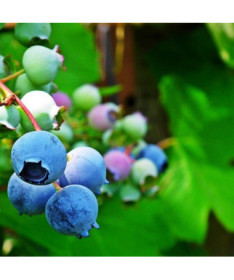 Highbush Blueberry ‘Toro'  4l
