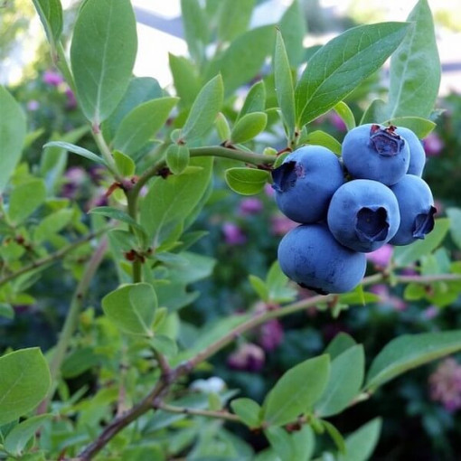 Highbush Blueberry ‘Toro'  4l