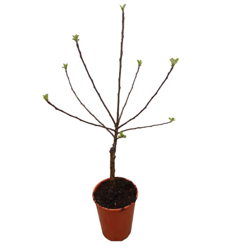 Mini Patio - Pidi Apple Tree, 4L pot